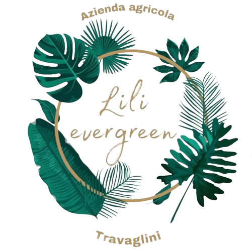 LILi EVERGREEN